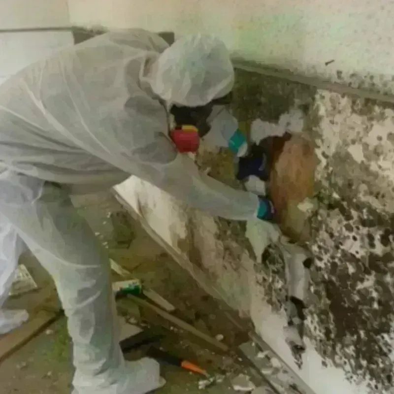 Mold Remediation and Removal in Knox County, TX